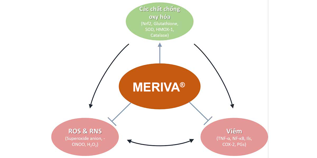 10 lợi ích của Meriva® trong rối loạn viêm -2