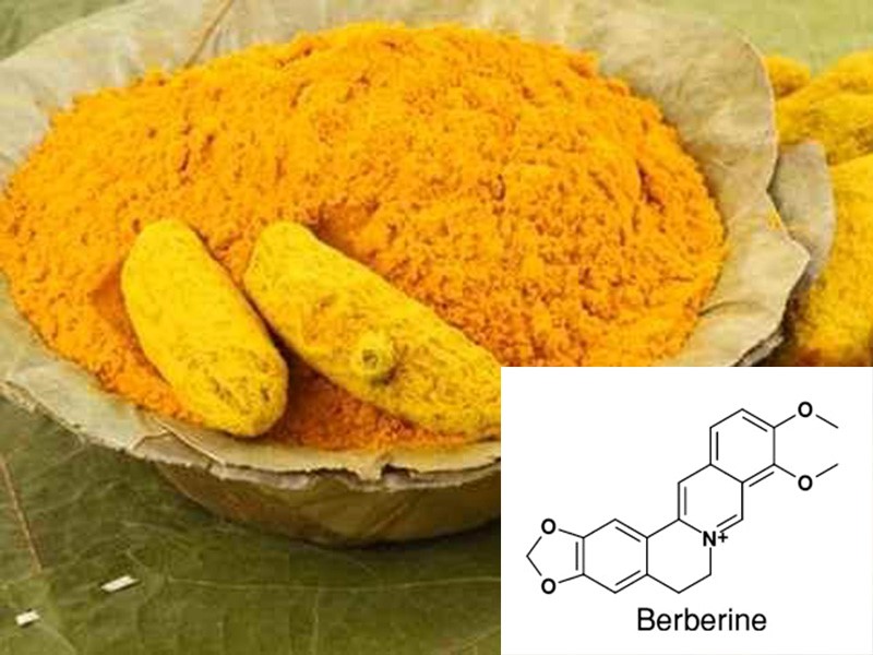 Berberine  - Kháng sinh thực vật tiềm năng cho thủy sản