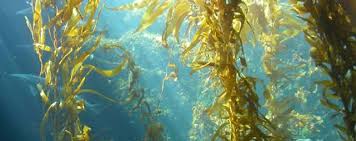 Rong biển nâu (brown seaweed)