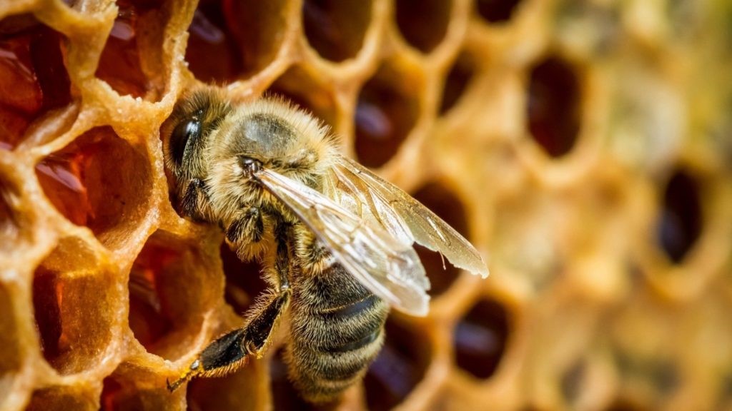 Ứng dụng của keo ong trong y học hiện đại