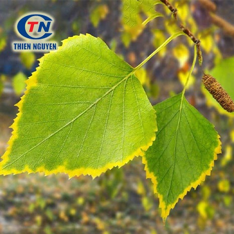 Chiết xuất lá bạch dương – Birch leaf extract