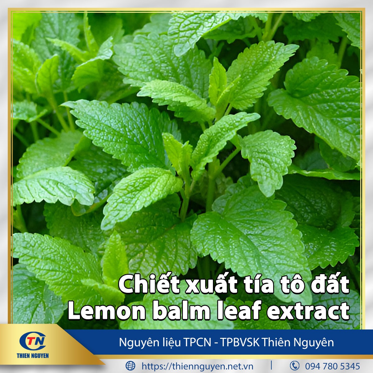 Chiết xuất tía tô đất - Lemon balm leaf extract