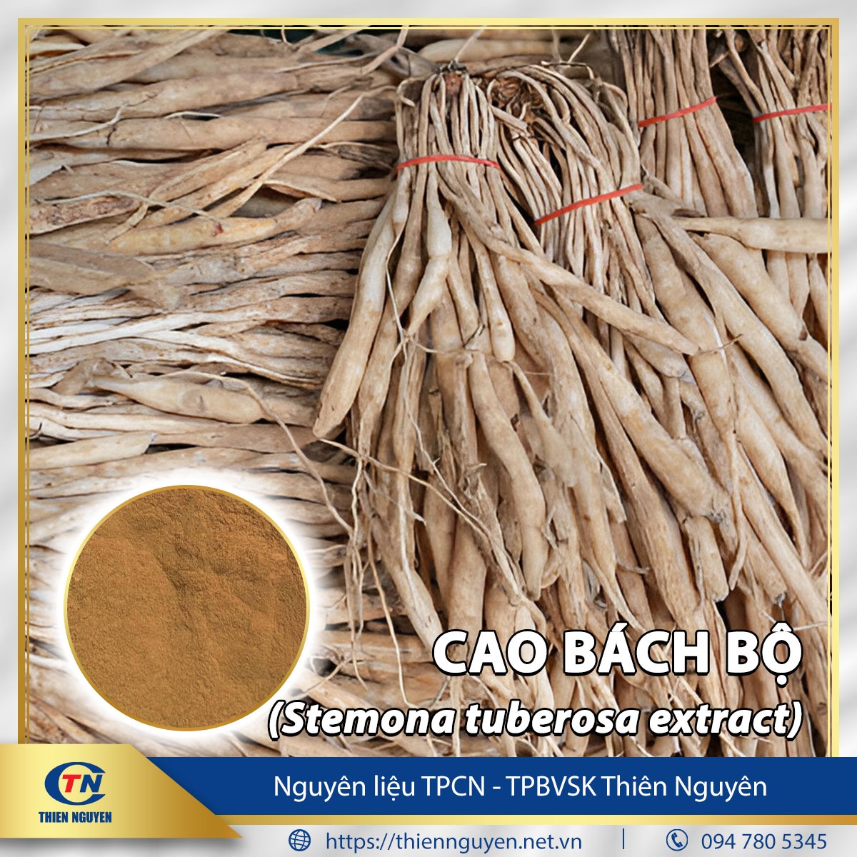 Cao bách bộ - Stemona tuberosa extract