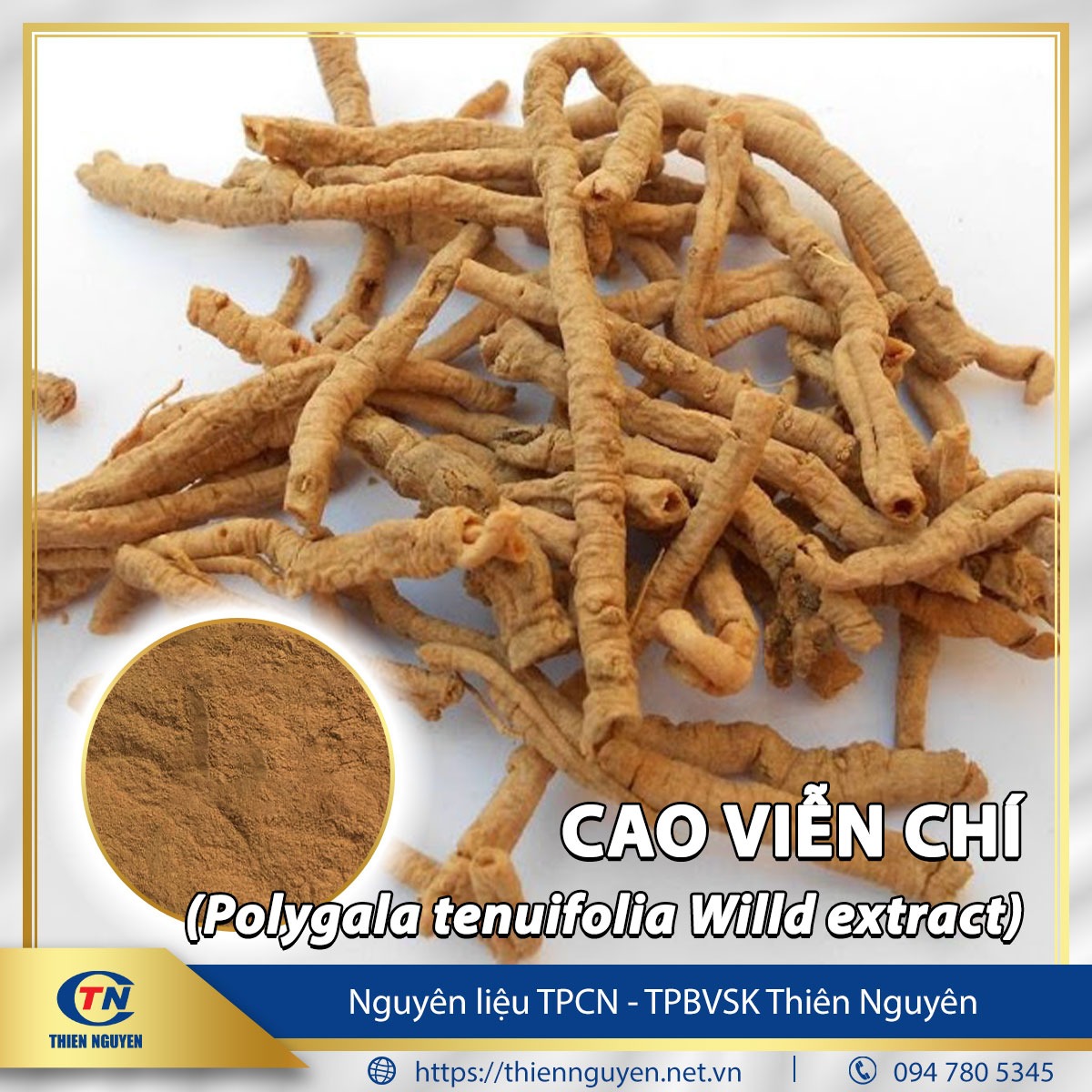 Cao viễn chí - Polygala tenuifolia Willd extract