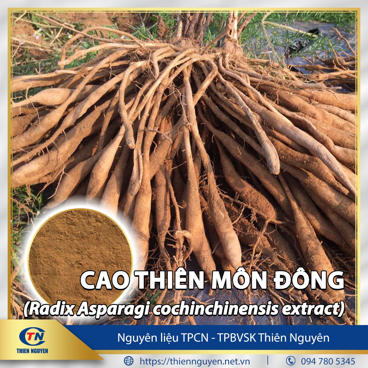 Cao thiên môn đông - Radix Asparagi cochinchinensis extract