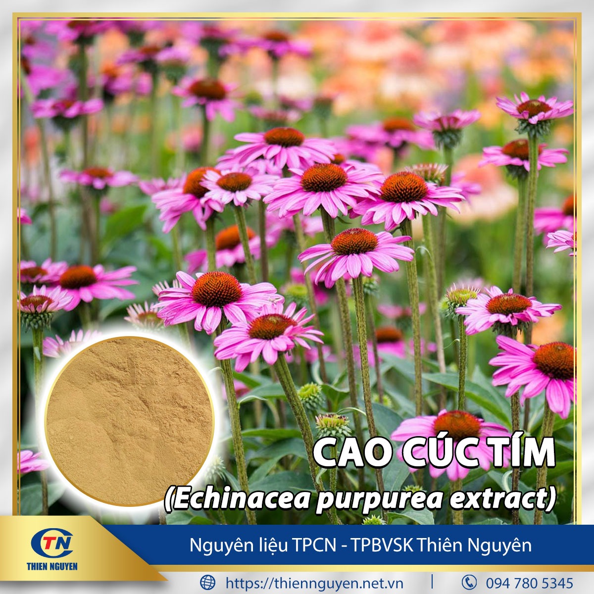 Cao cúc tím - Echinacea purpurea extract