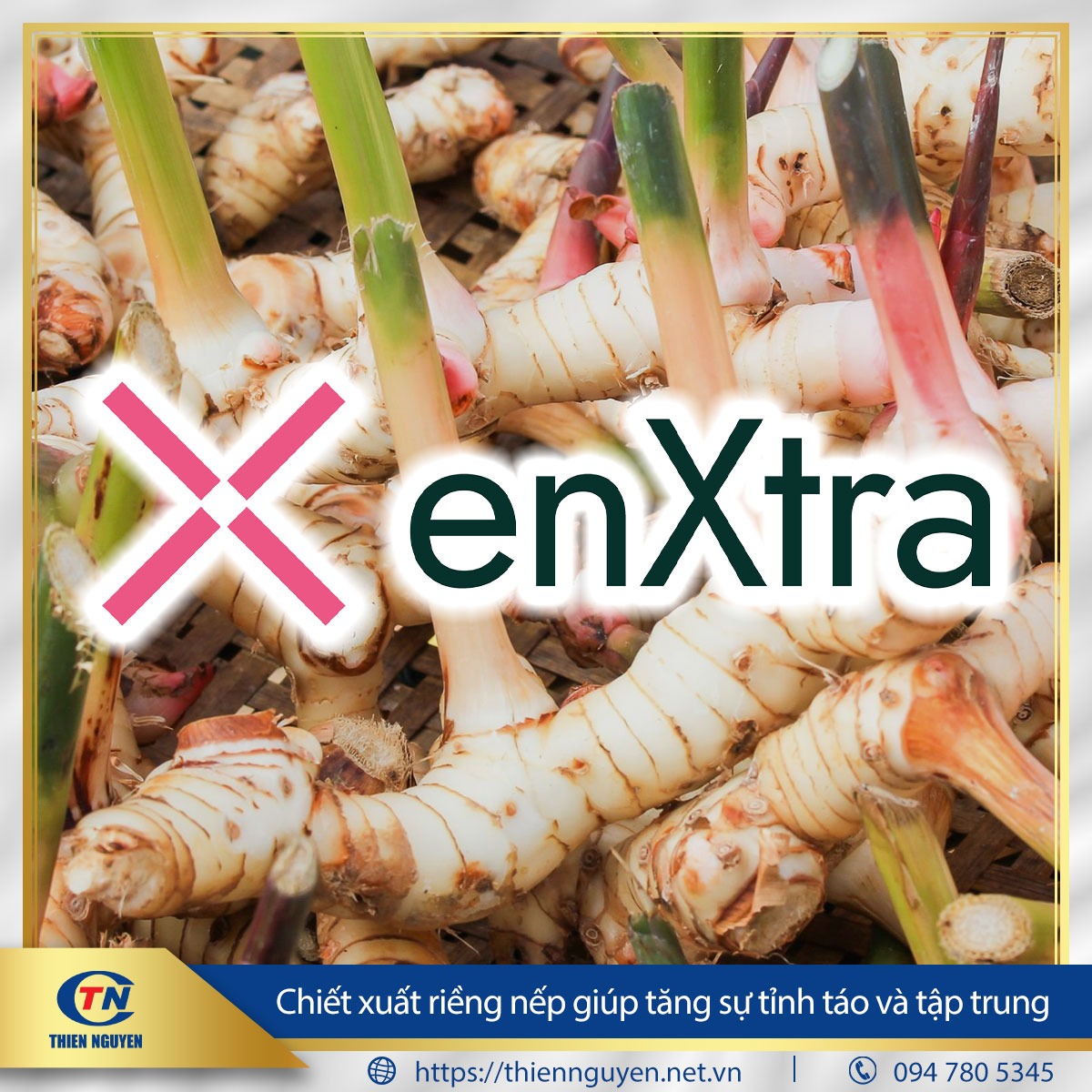 enXtra® – Chiết xuất riềng nếp