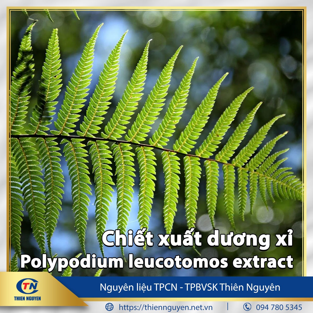 Chiết xuất dương xỉ – Polypodium leucotomos extract