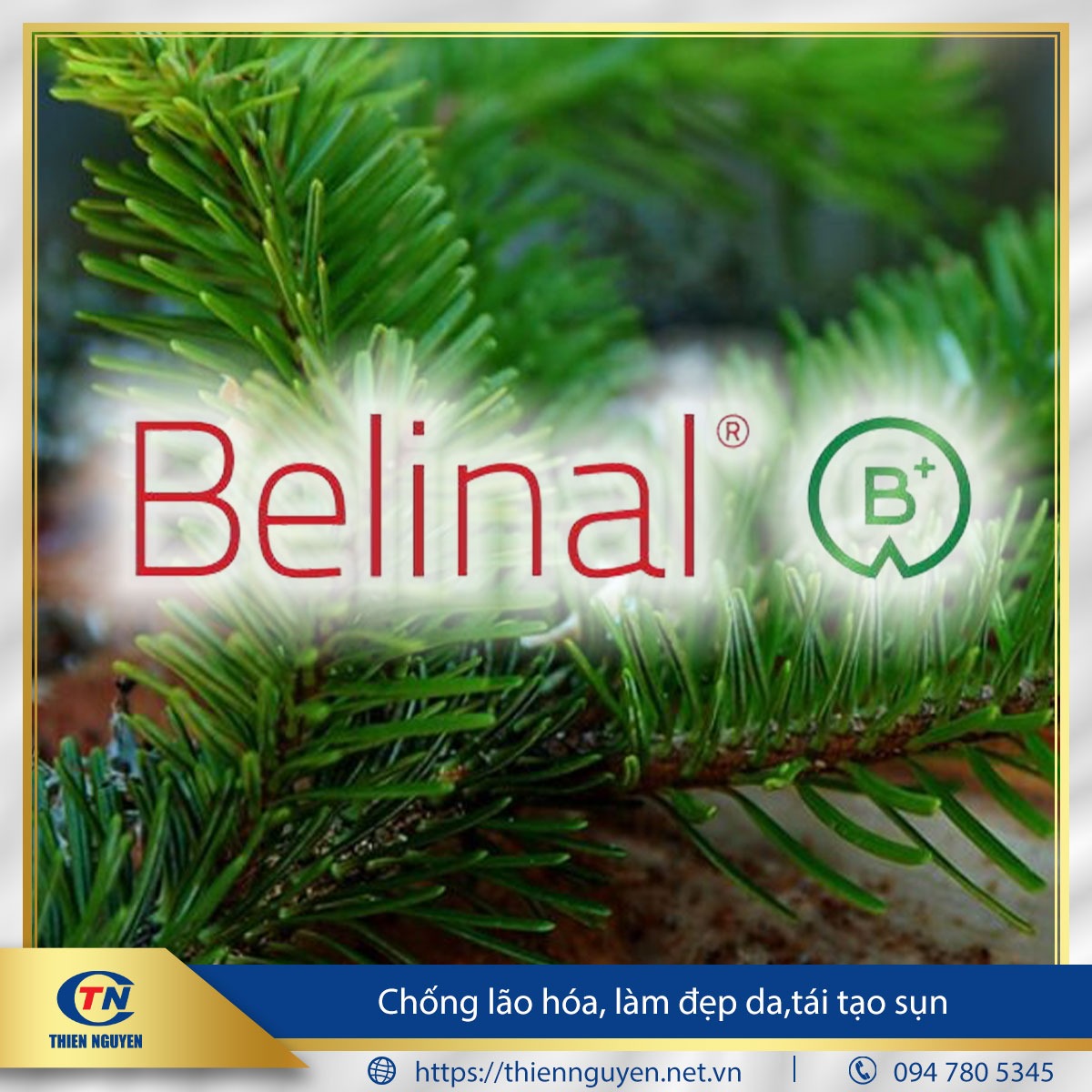 Belinal® – Chiết xuất linh sam bạc (Silver fir extract)