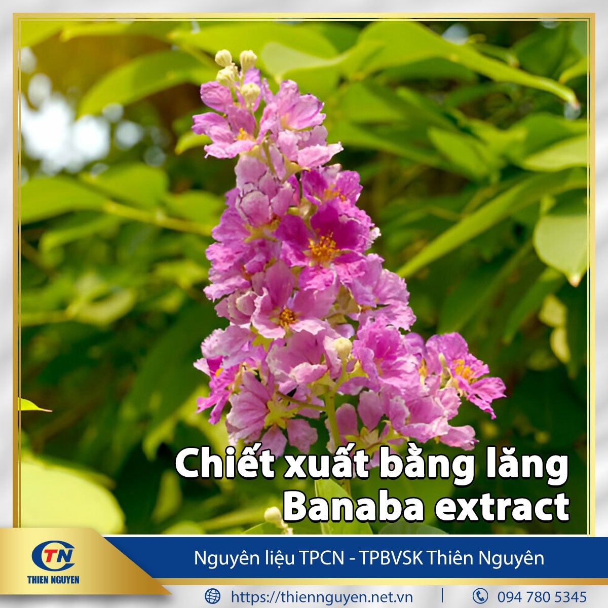 Chiết xuất bằng lăng – Banaba extract