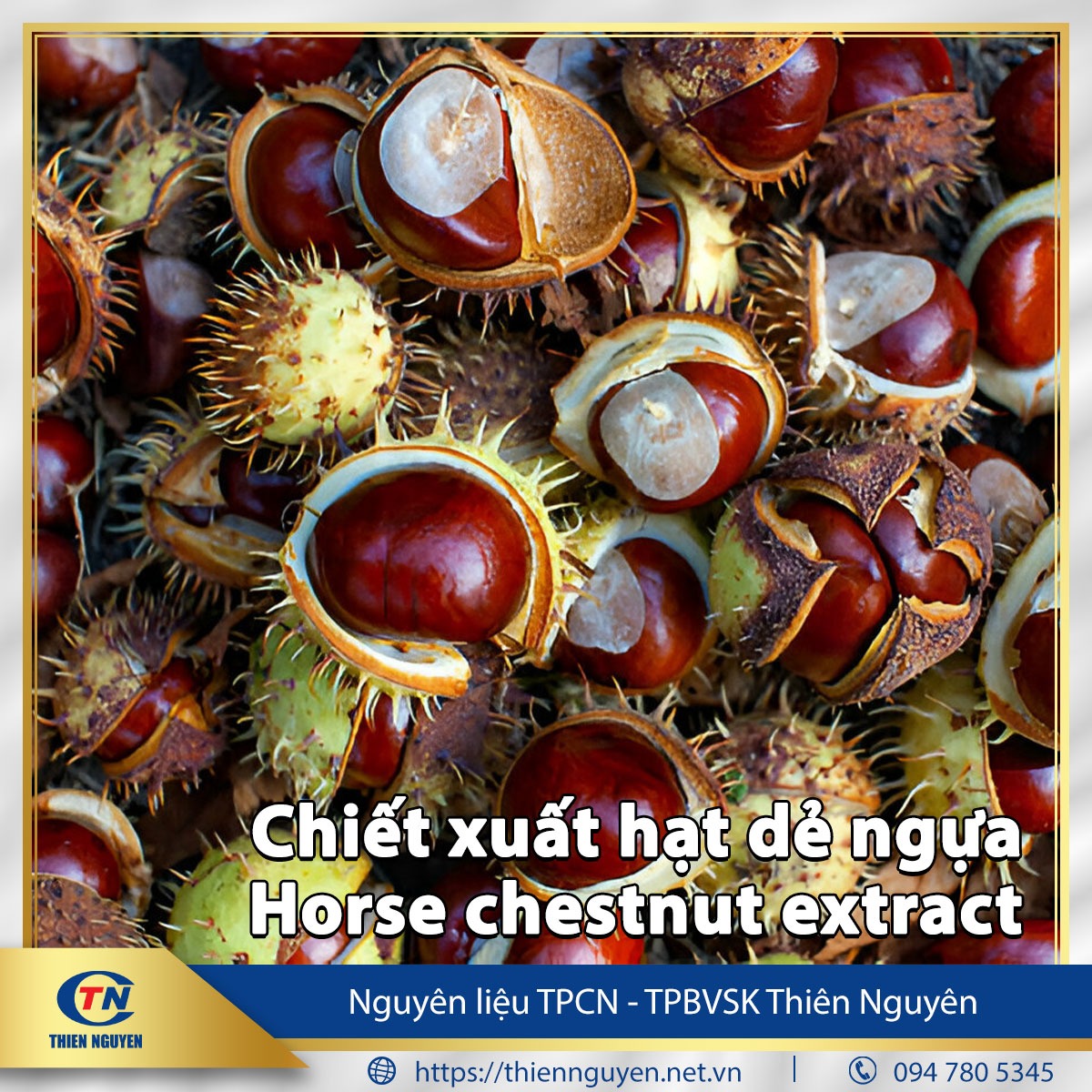 Chiết xuất hạt dẻ ngựa – Horse chestnut extract