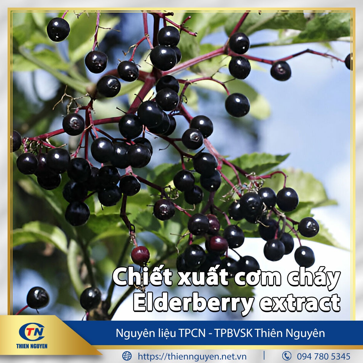 Chiết xuất cơm cháy – Elderberry extract