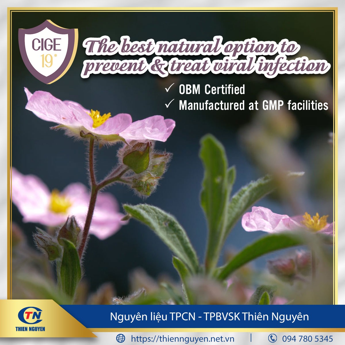 CIGE-19® - Chiết xuất hoa hồng đá (Cistus incanus extract)