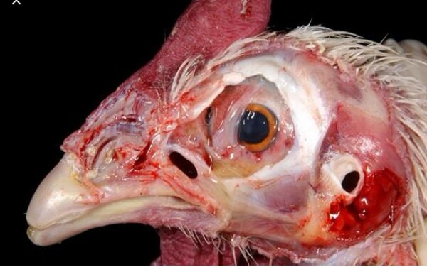 Bệnh tích trên xoang mũi do bệnh tụ huyết trùng ở gà gây ra