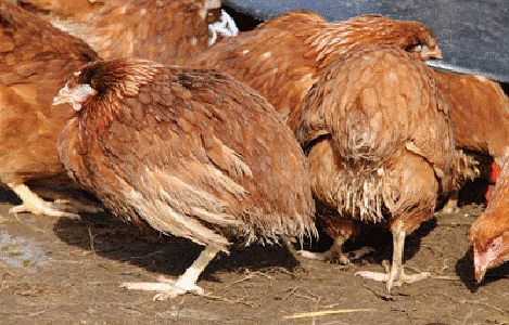 Biểu hiện ủ rũ của gà khi bị bệnh cầu trùng gà