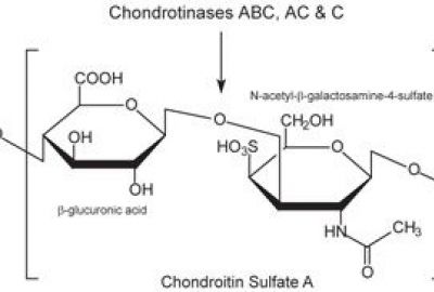Những ghi nhận về Chondroitin