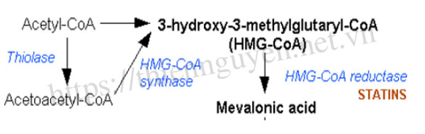 Chiết xuất cam bergamot BPF™ giúp giảm mỡ máu