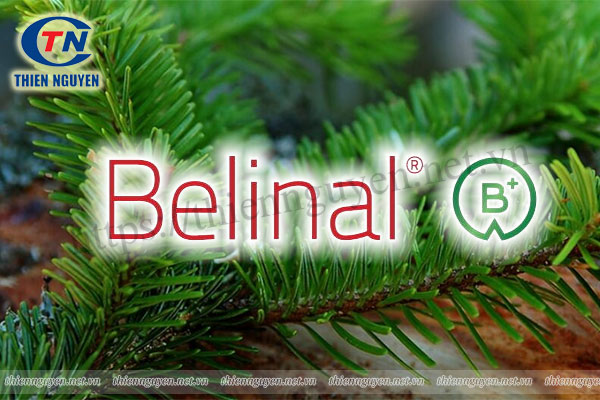 Belinal® – Chiết xuất linh sam bạc (Silver fir extract)