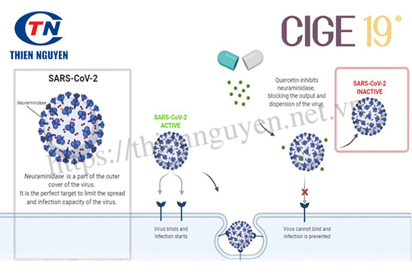 Cơ chế tác động của CIGE-19®