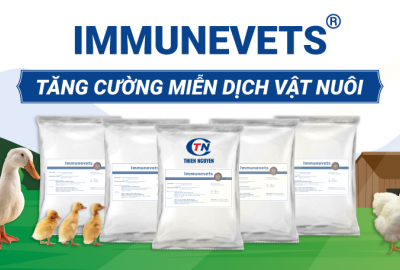 Nghiên cứu ảnh hưởng của việc sử dụng Immunevets trong khẩu phần ăn của chim cút (Phần 2)