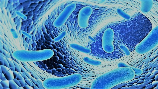 Top 3 loại vi khuẩn xử lý nước ao tôm
