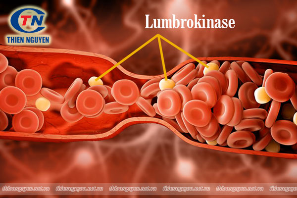 Lumbrokinase – Làm tan cục máu đông hiệu quả