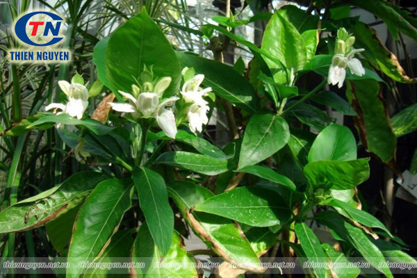 Malabar Nut Tree cây thuốc quý cho sức khỏe vàng