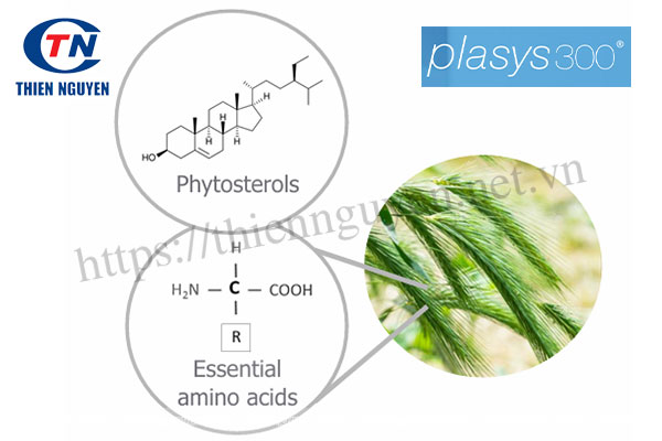 Plasys300® – Hỗ trợ sức khỏe tuyến tiền liệt