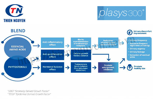 Plasys300® có cơ chế tác động toàn diện đến tuyến tiền liệt