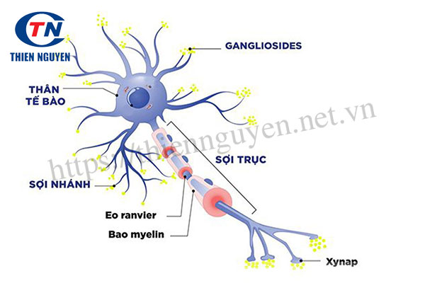 Sialic acid là thành phần chính của Gangliosides tập chung ở các đầu dây thần kinh