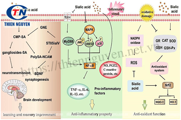 Cơ chế tác dụng của Sialic Acid