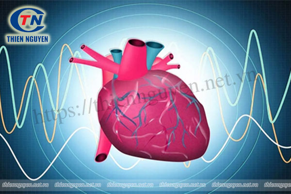 Cao khổ sâm bắc giúp ổn định nhịp tim