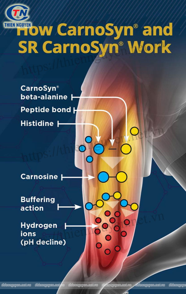 Cơ chế tác dụng của Carnosyn® beta-alanine