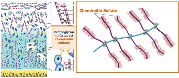 chondroitin, nguyên liệu xương khớp, mua nguyên liệu chondroitin, bán nguyên liệu chondroitin