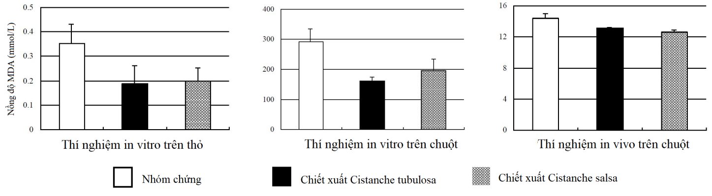 Cistanche tubulosa – vũ khí mới chống lại các loại lão hóa 2