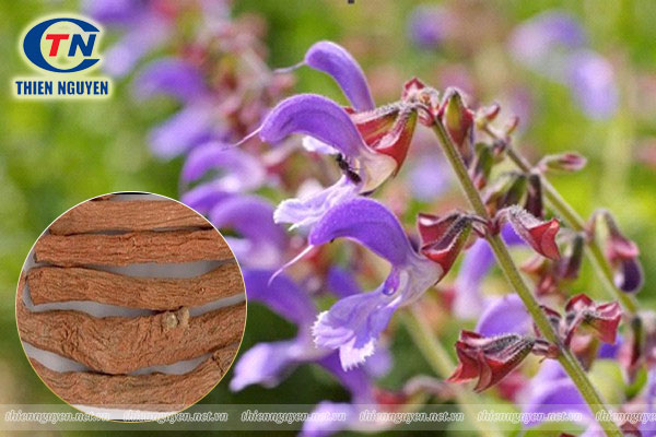 Đan sâm - Salvia miltiorrhiza Bunge là loại dược liệu quen thuốc trong y học cổ truyền