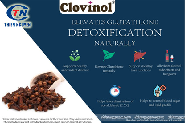 Chiết xuất nụ đinh hương (Clovinol®) có tác dụng thải độc gan và giảm cảm giác nôn nao do rượu gây ra