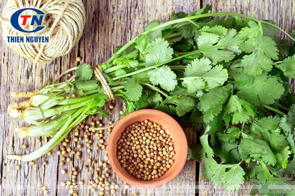 7 lợi ích sức khỏe từ Chiết xuất rau mùi (Coriandrum sativum extract)