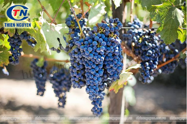 Chiết xuất nho (Grape extract) chứa polyphenols với hoạt tính sinh học cao