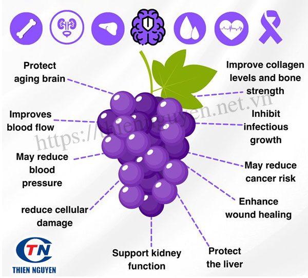 Chiết xuất nho (Grape extract) có nhiều tác dụng với sức khỏe
