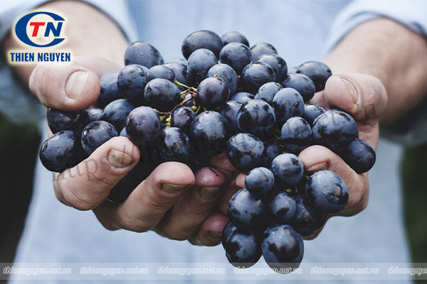 Thiên Nguyên phân phối chiết xuất nho (grape extract) với 4 dạng chiết xuất từ quả, hạt, vỏ và rượu