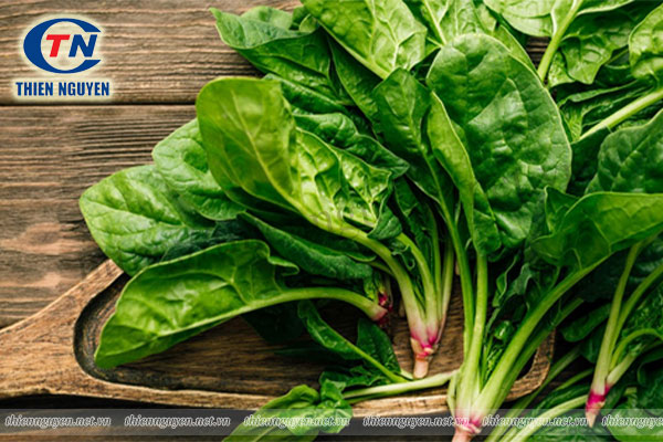 Top 8 tác dụng của chiết xuất rau bina bạn nên biết