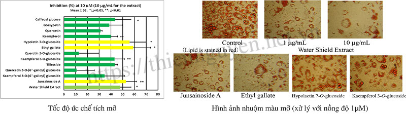 Tác dụng của Watershield Extract và các hợp chất chức năng của nó đối với tế bào 3T3-L1 và sự tích tụ chất béo