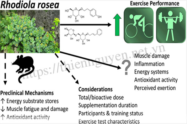 Chiết xuất rễ vàng (Rhodiola rosea extract) giúp tăng sức bền và tăng khả năng chịu đựng