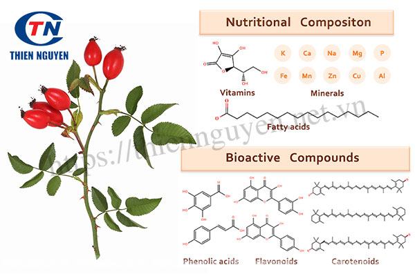 Chiết xuất tầm xuân (Rosa canina fruit extract)