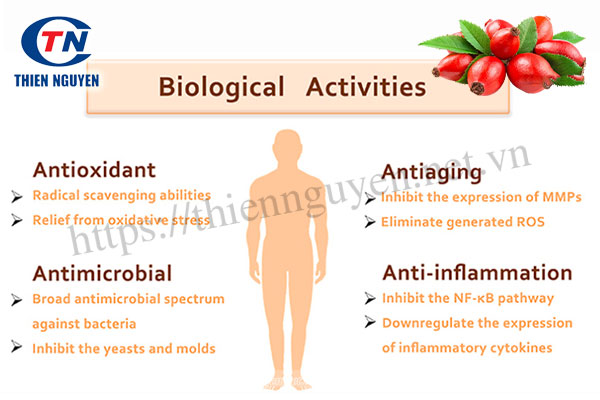 Những tác dụng của Chiết xuất tầm xuân (Rosa canina fruit extract)