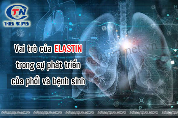 Vai trò của Elastin trong sự phát triển của phổi và bệnh sinh