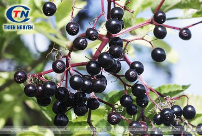 Elderberry là cây gì? Elderberry có tác dụng gì?