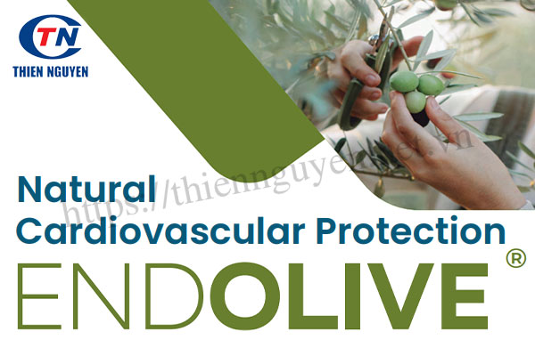 Endolive® – Chiết xuất quả ô liu giúp phòng ngừa bệnh tim mạch