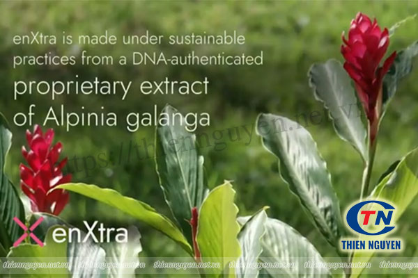 enXtra® là chiết xuất giềng nếp (Alpinia galanga extract) được chuẩn hóa hàm lượng